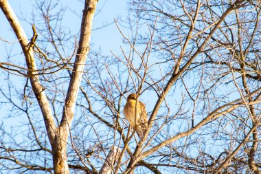 Kızıl omuzlu şahin, açık mavi gökyüzüne karşı çıplak kış dallarında tünemişti. Doğal ortamında görkemli bir yırtıcı kuş. Vahşi yaşam.
