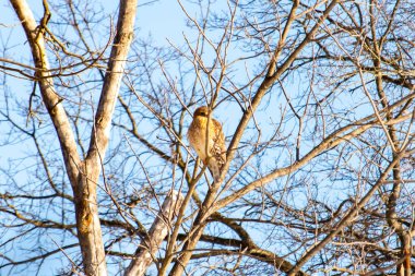 Kızıl omuzlu şahin, açık mavi gökyüzüne karşı çıplak kış dallarında tünemişti. Doğal ortamında görkemli bir yırtıcı kuş. Vahşi yaşam.