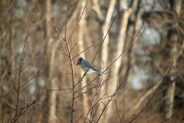 Çıplak dalların arasına tünemiş mavi bir karga, yumuşak mavi ve beyaz tüyleri dalların sıcak, altın renkleriyle çelişiyordu. Kış mevsimi nedeniyle uzuvlar çıplak..