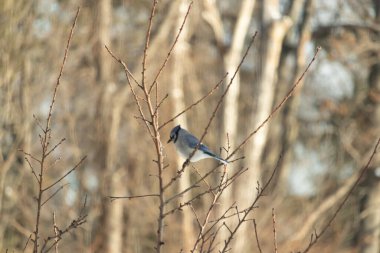 Çıplak dalların arasına tünemiş mavi bir karga, yumuşak mavi ve beyaz tüyleri dalların sıcak, altın renkleriyle çelişiyordu. Kış mevsimi nedeniyle uzuvlar çıplak..