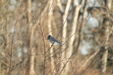 Çıplak dalların arasına tünemiş mavi bir karga, yumuşak mavi ve beyaz tüyleri dalların sıcak, altın renkleriyle çelişiyordu. Kış mevsimi nedeniyle uzuvlar çıplak..