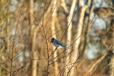 Küçük, paslı, kahverengi bir Carolina Wren kar tozlu süet besleyicisinin içine tünemiş yumuşak, bulanık bir arka plana karşı. Kış kuşu yemi.