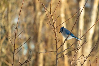 Küçük, paslı, kahverengi bir Carolina Wren kar tozlu süet besleyicisinin içine tünemiş yumuşak, bulanık bir arka plana karşı. Kış kuşu yemi.