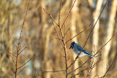 Küçük, paslı, kahverengi bir Carolina Wren kar tozlu süet besleyicisinin içine tünemiş yumuşak, bulanık bir arka plana karşı. Kış kuşu yemi.