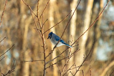 Küçük, paslı, kahverengi bir Carolina Wren kar tozlu süet besleyicisinin içine tünemiş yumuşak, bulanık bir arka plana karşı. Kış kuşu yemi.