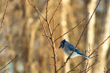 Küçük, paslı, kahverengi bir Carolina Wren kar tozlu süet besleyicisinin içine tünemiş yumuşak, bulanık bir arka plana karşı. Kış kuşu yemi.