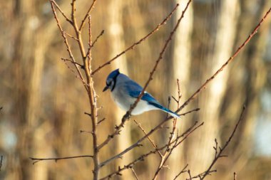 Küçük, paslı, kahverengi bir Carolina Wren kar tozlu süet besleyicisinin içine tünemiş yumuşak, bulanık bir arka plana karşı. Kış kuşu yemi.
