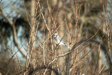 Küçük, paslı, kahverengi bir Carolina Wren kar tozlu süet besleyicisinin içine tünemiş yumuşak, bulanık bir arka plana karşı. Kış kuşu yemi.