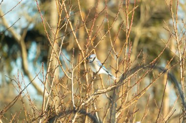 Küçük, paslı, kahverengi bir Carolina Wren kar tozlu süet besleyicisinin içine tünemiş yumuşak, bulanık bir arka plana karşı. Kış kuşu yemi.
