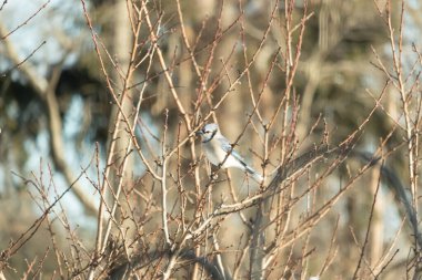 Küçük, paslı, kahverengi bir Carolina Wren kar tozlu süet besleyicisinin içine tünemiş yumuşak, bulanık bir arka plana karşı. Kış kuşu yemi.
