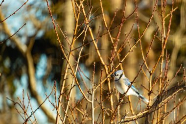 Küçük, paslı, kahverengi bir Carolina Wren kar tozlu süet besleyicisinin içine tünemiş yumuşak, bulanık bir arka plana karşı. Kış kuşu yemi.