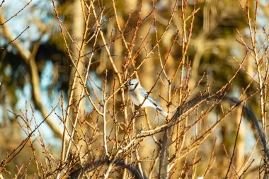 Küçük, paslı, kahverengi bir Carolina Wren kar tozlu süet besleyicisinin içine tünemiş yumuşak, bulanık bir arka plana karşı. Kış kuşu yemi.