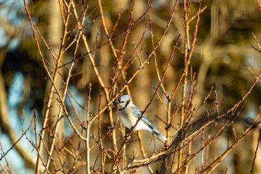 Küçük, paslı, kahverengi bir Carolina Wren kar tozlu süet besleyicisinin içine tünemiş yumuşak, bulanık bir arka plana karşı. Kış kuşu yemi.