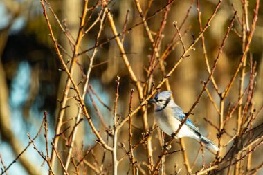 Küçük, paslı, kahverengi bir Carolina Wren kar tozlu süet besleyicisinin içine tünemiş yumuşak, bulanık bir arka plana karşı. Kış kuşu yemi.