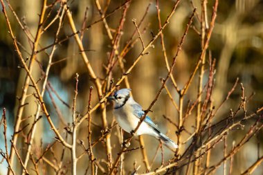 Küçük, paslı, kahverengi bir Carolina Wren kar tozlu süet besleyicisinin içine tünemiş yumuşak, bulanık bir arka plana karşı. Kış kuşu yemi.