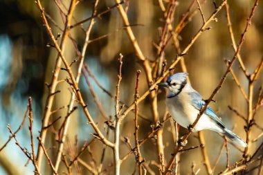 Küçük, paslı, kahverengi bir Carolina Wren kar tozlu süet besleyicisinin içine tünemiş yumuşak, bulanık bir arka plana karşı. Kış kuşu yemi.