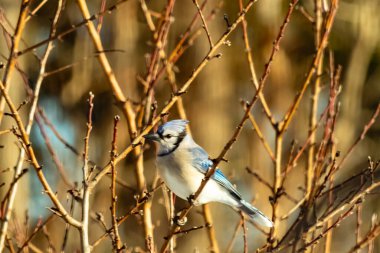 Küçük, paslı, kahverengi bir Carolina Wren kar tozlu süet besleyicisinin içine tünemiş yumuşak, bulanık bir arka plana karşı. Kış kuşu yemi.