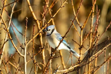 Çıplak dalların arasına tünemiş mavi bir karga, yumuşak mavi ve beyaz tüyleri dalların sıcak, altın renkleriyle çelişiyordu. Kış mevsimi nedeniyle uzuvlar çıplak..