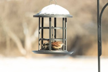 Tahta bankta bir kuş