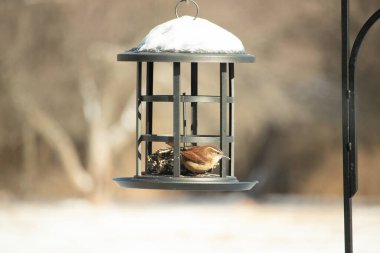 Küçük, paslı, kahverengi bir Carolina Wren kar tozlu süet besleyicisinin içine tünemiş yumuşak, bulanık bir arka plana karşı. Kış kuşu yemi.
