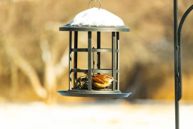 Bu tatlı küçük Carolina çalıkuşu kuş yemi yemliğinin içine tünemişti. Küçük kahverengi kuş kışın yiyecek arıyordu. Siyah metal yapının üzerinde beyaz kar var..