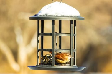 Bu tatlı küçük Carolina çalıkuşu kuş yemi yemliğinin içine tünemişti. Küçük kahverengi kuş kışın yiyecek arıyordu. Siyah metal yapının üzerinde beyaz kar var..