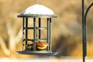 Bu tatlı küçük Carolina çalıkuşu kuş yemi yemliğinin içine tünemişti. Küçük kahverengi kuş kışın yiyecek arıyordu. Siyah metal yapının üzerinde beyaz kar var..