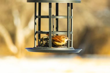 Bu tatlı küçük Carolina çalıkuşu kuş yemi yemliğinin içine tünemişti. Küçük kahverengi kuş kışın yiyecek arıyordu. Siyah metal yapının üzerinde beyaz kar var..