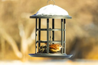 Bu tatlı küçük Carolina çalıkuşu kuş yemi yemliğinin içine tünemişti. Küçük kahverengi kuş kışın yiyecek arıyordu. Siyah metal yapının üzerinde beyaz kar var..