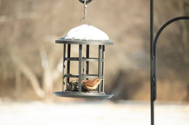 Bu tatlı küçük Carolina çalıkuşu kuş yemi yemliğinin içine tünemişti. Küçük kahverengi kuş kışın yiyecek arıyordu. Siyah metal yapının üzerinde beyaz kar var..