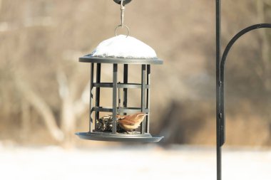 Bu tatlı küçük Carolina çalıkuşu kuş yemi yemliğinin içine tünemişti. Küçük kahverengi kuş kışın yiyecek arıyordu. Siyah metal yapının üzerinde beyaz kar var..