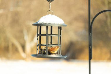 Bu tatlı küçük Carolina çalıkuşu kuş yemi yemliğinin içine tünemişti. Küçük kahverengi kuş kışın yiyecek arıyordu. Siyah metal yapının üzerinde beyaz kar var..