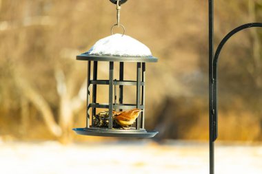 Bu tatlı küçük Carolina çalıkuşu kuş yemi yemliğinin içine tünemişti. Küçük kahverengi kuş kışın yiyecek arıyordu. Siyah metal yapının üzerinde beyaz kar var..