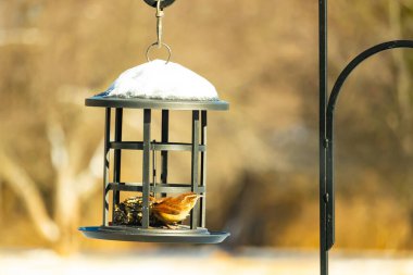 Bu tatlı küçük Carolina çalıkuşu kuş yemi yemliğinin içine tünemişti. Küçük kahverengi kuş kışın yiyecek arıyordu. Siyah metal yapının üzerinde beyaz kar var..