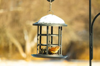 Bu tatlı küçük Carolina çalıkuşu kuş yemi yemliğinin içine tünemişti. Küçük kahverengi kuş kışın yiyecek arıyordu. Siyah metal yapının üzerinde beyaz kar var..