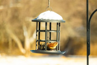 Bu tatlı küçük Carolina çalıkuşu kuş yemi yemliğinin içine tünemişti. Küçük kahverengi kuş kışın yiyecek arıyordu. Siyah metal yapının üzerinde beyaz kar var..