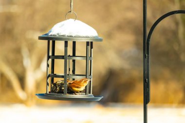 Bu tatlı küçük Carolina çalıkuşu kuş yemi yemliğinin içine tünemişti. Küçük kahverengi kuş kışın yiyecek arıyordu. Siyah metal yapının üzerinde beyaz kar var..