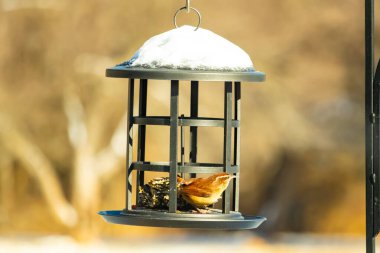 Bu tatlı küçük Carolina çalıkuşu kuş yemi yemliğinin içine tünemişti. Küçük kahverengi kuş kışın yiyecek arıyordu. Siyah metal yapının üzerinde beyaz kar var..