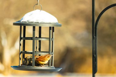 Bu tatlı küçük Carolina çalıkuşu kuş yemi yemliğinin içine tünemişti. Küçük kahverengi kuş kışın yiyecek arıyordu. Siyah metal yapının üzerinde beyaz kar var..