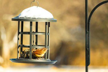 Bu tatlı küçük Carolina çalıkuşu kuş yemi yemliğinin içine tünemişti. Küçük kahverengi kuş kışın yiyecek arıyordu. Siyah metal yapının üzerinde beyaz kar var..