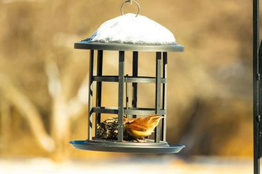 Bu tatlı küçük Carolina çalıkuşu kuş yemi yemliğinin içine tünemişti. Küçük kahverengi kuş kışın yiyecek arıyordu. Siyah metal yapının üzerinde beyaz kar var..