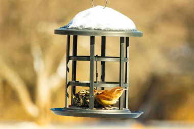 Bu tatlı küçük Carolina çalıkuşu kuş yemi yemliğinin içine tünemişti. Küçük kahverengi kuş kışın yiyecek arıyordu. Siyah metal yapının üzerinde beyaz kar var..