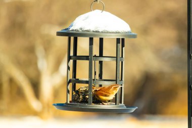 Bu tatlı küçük Carolina çalıkuşu kuş yemi yemliğinin içine tünemişti. Küçük kahverengi kuş kışın yiyecek arıyordu. Siyah metal yapının üzerinde beyaz kar var..