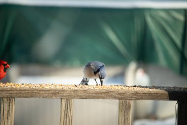 Ahşap bir tahtanın üzerindeki tohumları gagalayan ibikli başlıklı renkli mavi bir karga bulanık yeşil ve mavi bir zemin üzerinde. Arka bahçe kuş gözlemi.