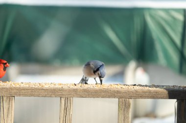 Ahşap bir tahtanın üzerindeki tohumları gagalayan ibikli başlıklı renkli mavi bir karga bulanık yeşil ve mavi bir zemin üzerinde. Arka bahçe kuş gözlemi.