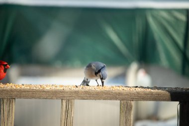 Ahşap bir tahtanın üzerindeki tohumları gagalayan ibikli başlıklı renkli mavi bir karga bulanık yeşil ve mavi bir zemin üzerinde. Arka bahçe kuş gözlemi.