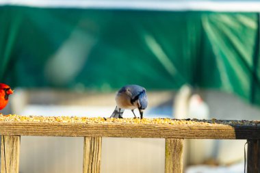 Ahşap bir tahtanın üzerindeki tohumları gagalayan ibikli başlıklı renkli mavi bir karga bulanık yeşil ve mavi bir zemin üzerinde. Arka bahçe kuş gözlemi.