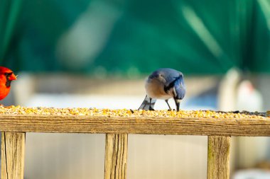 Ahşap bir tahtanın üzerindeki tohumları gagalayan ibikli başlıklı renkli mavi bir karga bulanık yeşil ve mavi bir zemin üzerinde. Arka bahçe kuş gözlemi.