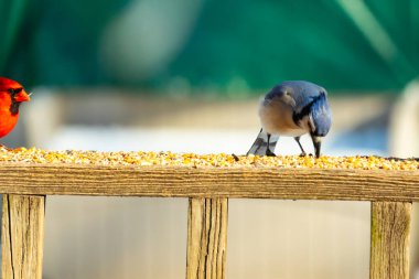 Ahşap bir tahtanın üzerindeki tohumları gagalayan ibikli başlıklı renkli mavi bir karga bulanık yeşil ve mavi bir zemin üzerinde. Arka bahçe kuş gözlemi.