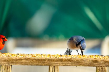 Ahşap bir tahtanın üzerindeki tohumları gagalayan ibikli başlıklı renkli mavi bir karga bulanık yeşil ve mavi bir zemin üzerinde. Arka bahçe kuş gözlemi.